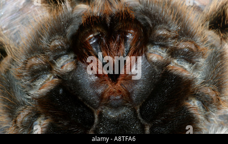 Primo piano della parte inferiore di una tarantola che mostra zanne Foto Stock