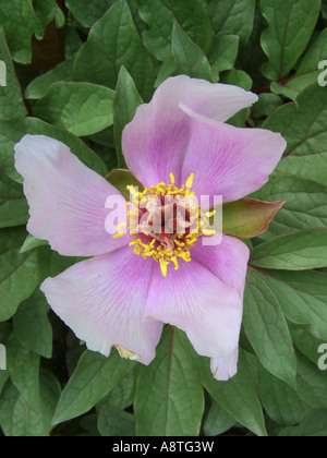 Paeony maiorchino, Mallorcan Paeony Paeonia cambessedesii, fiore, endemica nelle isole Baleari, Spagna, Balearen, Maiorca Foto Stock