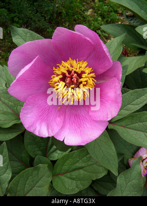 Paeony maiorchino, Mallorcan Paeony Paeonia cambessedesii, fiore, endemica nelle isole Baleari, Spagna, Balearen, Maiorca Foto Stock