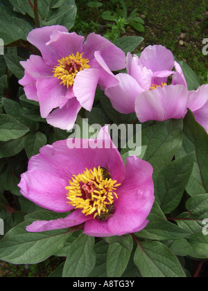 Paeony maiorchino, Mallorcan Paeony (Paeonia cambessedesii), fiori, endemica nelle isole Baleari, Spagna, Balearen, Maiorca Foto Stock