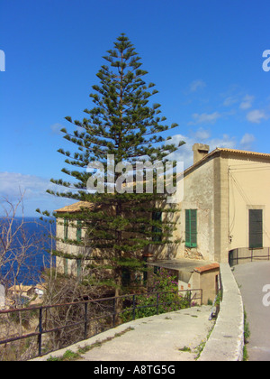 Isola Norfolk Pine Araucaria heterophylla, Araucaria excelsa come legno ornamentali a Mallorca, Spagna Maiorca Foto Stock