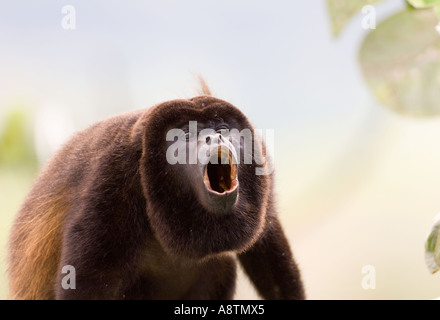 Nero-mantled scimmia urlatrice Alouatta palliata ululati maschio dalla parte superiore della struttura Secropia in Soberiana NP Panama Foto Stock