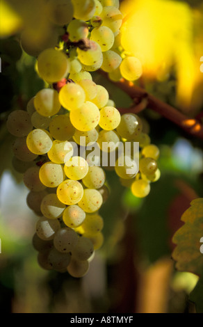 Uve Riesling Alsace Francia Foto Stock