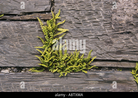 Maidenhair Spleenwort Asplenium trichomanes sulla parete ardesia Foto Stock