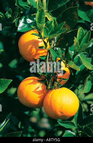 L'agricoltura. Frutta. Close-up di arance crescente sul ramo. Foto Stock