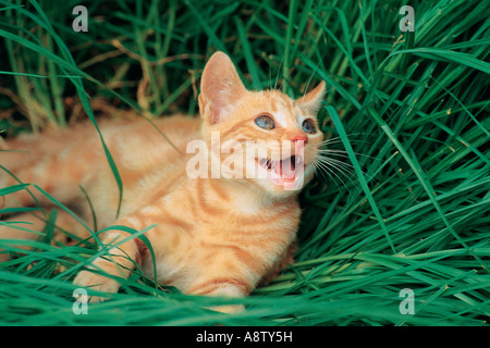 Lo zenzero striped kitten sdraiarsi sull'erba. Foto Stock