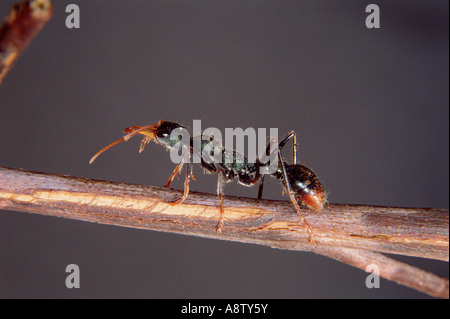 Australian wildlife. Un insetto. Bull Ant. Foto Stock