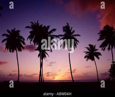 Barbados, Holetown beach, palme da cocco al tramonto Foto Stock