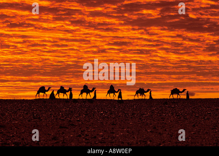L'Africa. Regione del Sahara. Silhouette di Bedouin camel train su deserto orizzonte al tramonto. Foto Stock