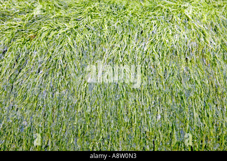 Close up di strisce di alga verde sulle rocce Foto Stock