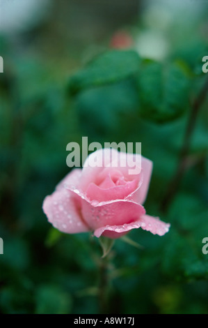 Close-up di un singolo, rugiada del mattino coperto, rosa rosa che cresce in giardino inglese. Foto Stock