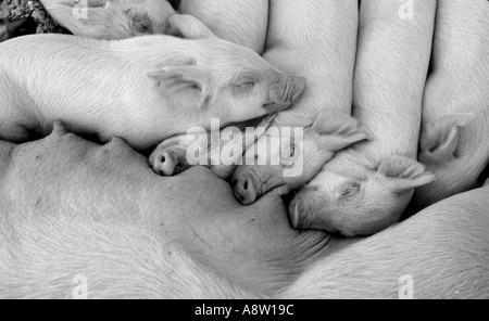 Maiali di Bambino di suinetti di dormire sulla madre in una fila di allevamento di fattoria Foto Stock