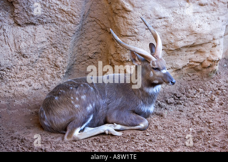 Un Sitatunga o Marshbuck sdraiati al sole in un zoo spagnolo sulla Costa del Sol. Si tratta di una palude africana abitazione antilopi. Foto Stock