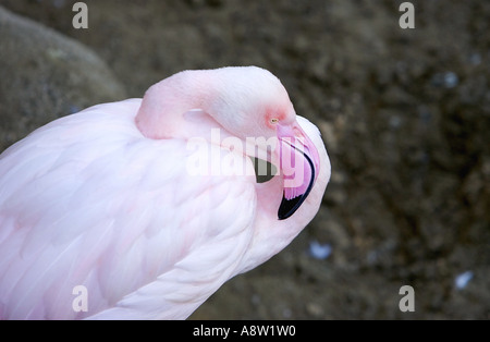 Close up di dormire fenicottero rosa con beautfully colorato di rosa scuro becco Foto Stock