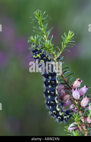 L'imperatore Moth Saturnia pavonia larva alimentazione su heather potton bedfordshire Foto Stock