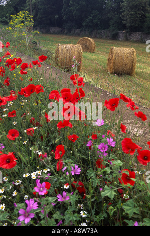 Bright red poppies and other flowers growing on a roadside verge with bales of hay in the background Foto Stock