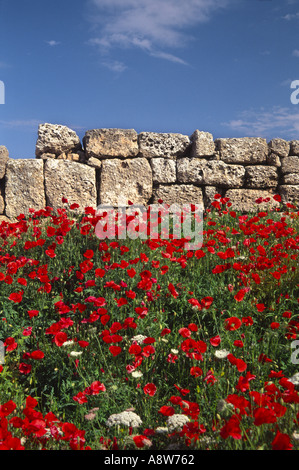 Papaveri crescente tra le rovine di un forte romano contro un cielo blu Foto Stock