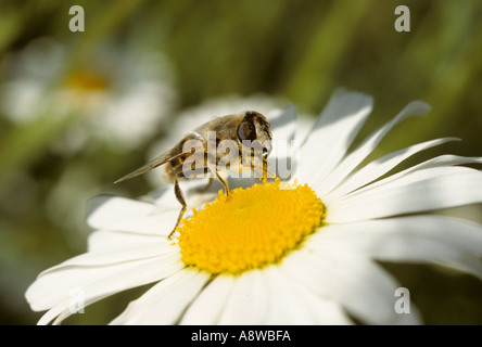 Hoverfly su Oxeye daisy in garden REGNO UNITO Foto Stock