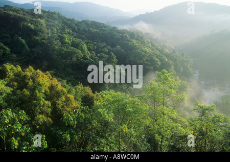Foresta pluviale nel Cameron Highands della Malaysia Foto Stock