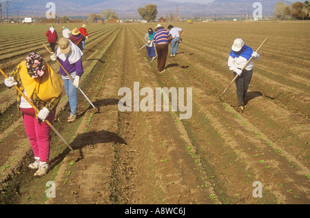 Fattoria messicano lavoratori su di una grande proprietà di Arizona USA Foto Stock