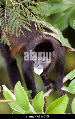 Nero-mantled scimmia urlatrice alimentando in albero canopy Soberiana NP Panama Foto Stock
