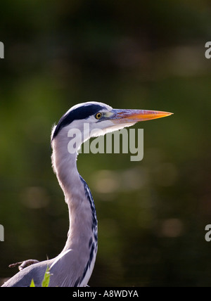 Airone cenerino, Ardea cinerea, Londra, molla Foto Stock