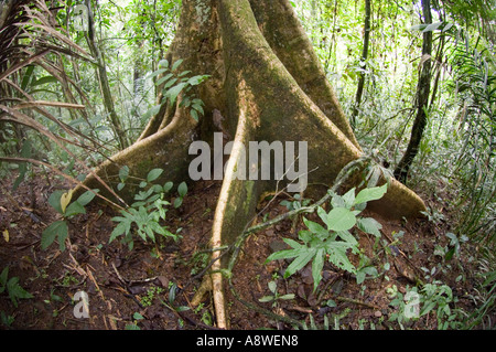 Contrafforte ad albero - Albero emergente nella pianura della foresta pluviale tropicale Soberiana Parco Nazionale di Panama Foto Stock