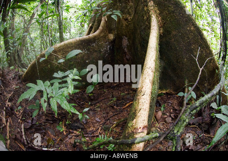 Contrafforte ad albero - Albero emergente nella pianura della foresta pluviale tropicale Soberiana Parco Nazionale di Panama Foto Stock