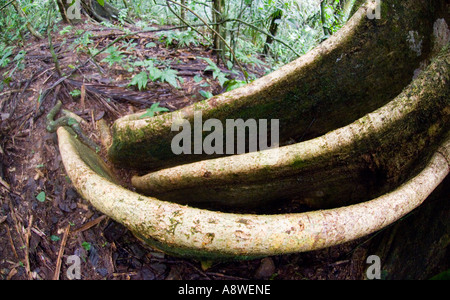 Contrafforte ad albero - Albero emergente nella pianura della foresta pluviale tropicale Soberiana Parco Nazionale di Panama Foto Stock