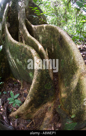 Contrafforte ad albero - Albero emergente nella pianura della foresta pluviale tropicale Soberiana Parco Nazionale di Panama Foto Stock