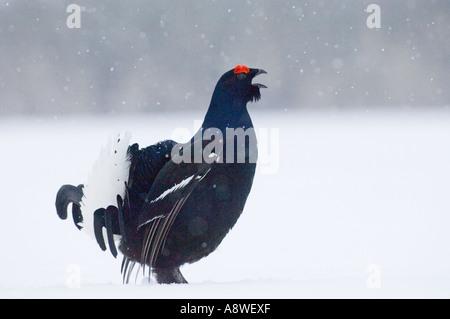 Gallo forcello, Tetrao tetrix, visualizzazione su lek, Finlandia, Aprile Foto Stock