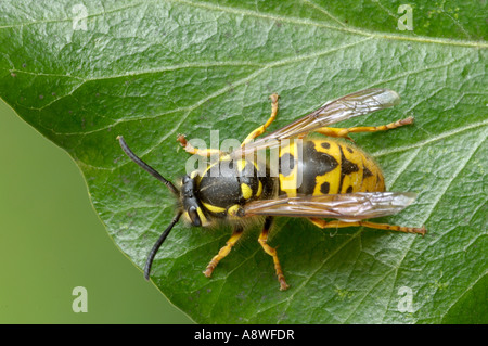 Wasp comune Vespula vulgaris Oxfordshire UK in appoggio sulla lamina Foto Stock