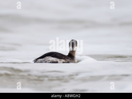 Nero a collo svasso, Podiceps nigricollis su mare Langstone Harbour Hampshire REGNO UNITO Foto Stock