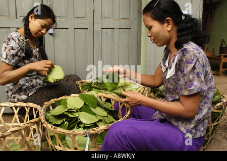 Asia, Myanmar Yangon, donne pila di betel foglie (Piper betle) utilizzato nella realizzazione di betel dado quids Foto Stock