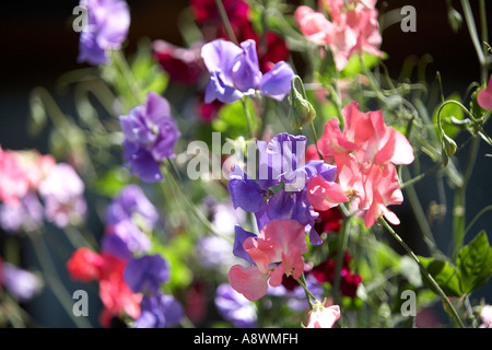 SWEETPEAS in un cottage inglese giardino Foto Stock