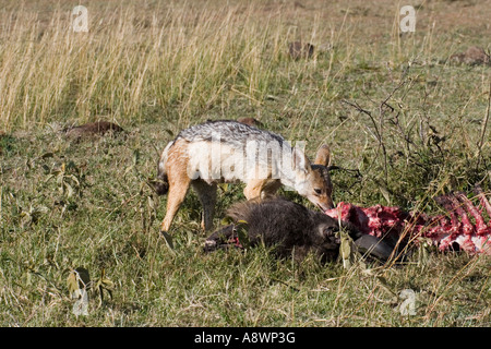 Black backed jackal alimentare sulla carcassa wildebeeste Foto Stock