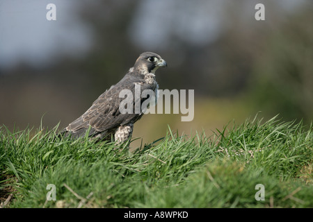 Falco pellegrino Falco peregrinus femmina del Galles Foto Stock