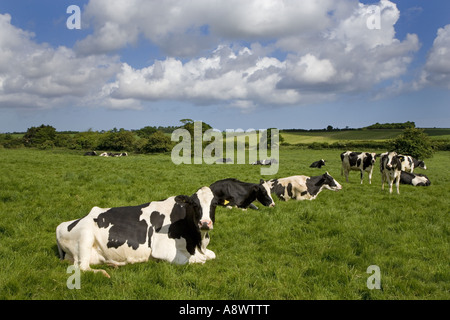 Friesian Dairy herd Binham Norfolk UK Giugno Foto Stock