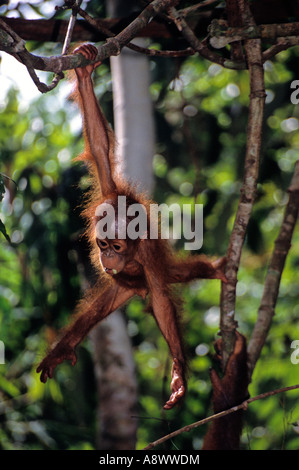 Wild figlio maschio Borneone orangutan in Sarawak,Malesia. Due settimane,foglia degustazione,madre la mano in foto Foto Stock