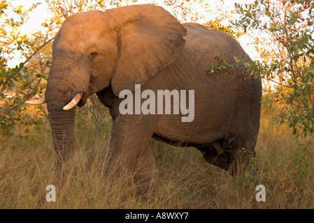 Sud Africa - Mpumalanga Kruger National Park, Landolozi, Private Game Reserve, maschio dell' elefante africano Foto Stock