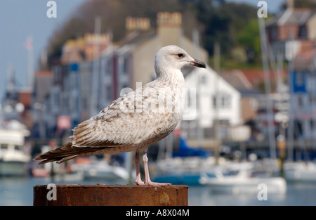 Seagull permanente sulla pole nel porto di Weymouth Dorset England Regno Unito Foto Stock