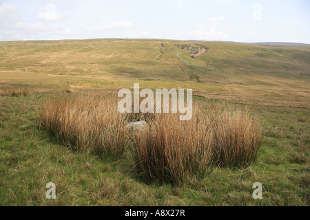 La brughiera a West Stonesdale vicino a Tan Hill North Yorkshire Foto Stock