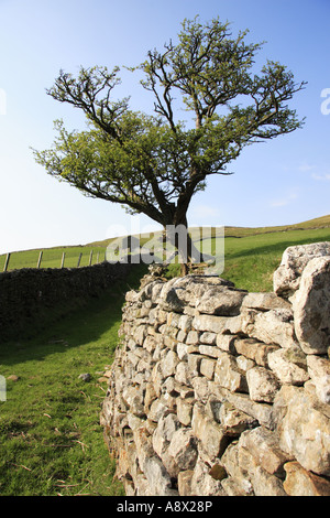 Muro di pietra twisted vecchio albero su del The Pennine Way vicino Keld Swaledale North Yorkshire Foto Stock