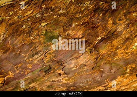 Il peeling e colorati di corteccia di un antico albero di Yew a Kingley Vale, Sussex, Inghilterra, Regno Unito. Foto Stock