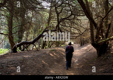 Una donna cammina attraverso il pathway accumulate con le antiche foreste di Kingley Vale, Sussex, Regno Unito. Foto Stock