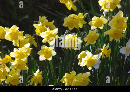 Narcisi Foto Stock