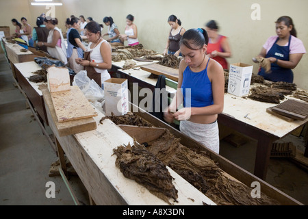 Il tabacco di classificazione a una fabbrica di sigari Esteli Nicaragua Foto Stock