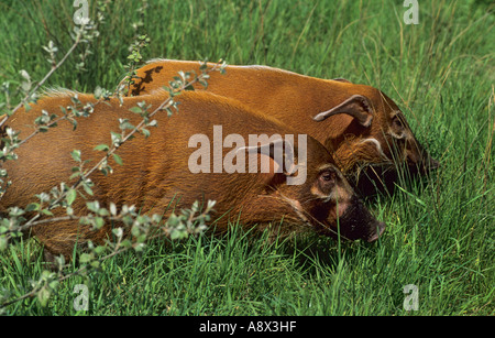 Red River Hog Potamochoerus porcus Africa Occidentale e Centrale captive Foto Stock