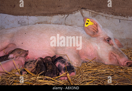 Eurasian cinghiale Sus scrofa X suino domestico di suinetti di allattamento da seminare Thailandia Foto Stock