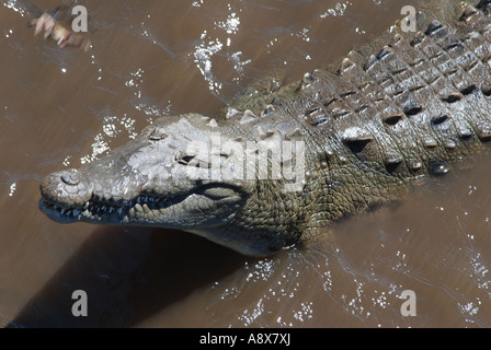 Coccodrillo americano, Crocodylus acutus, Rio Grande de Tarcoles, Pacific Coast, Costa Rica Foto Stock